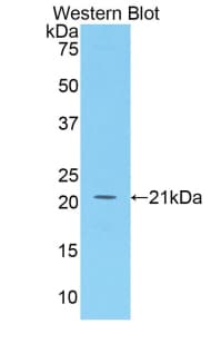 BAFF / TNFSF13B Antibody (aa113-283, APC)