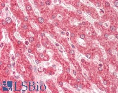 GNB1 Antibody (N-Terminus)