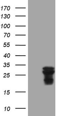 Monoclonal Mouse anti-Human AMTN Antibody (clone OTI2B3, Carrier-free, WB)