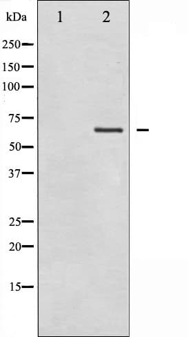 RACGAP1 / MGCRACGAP Antibody (phospho-Ser387)