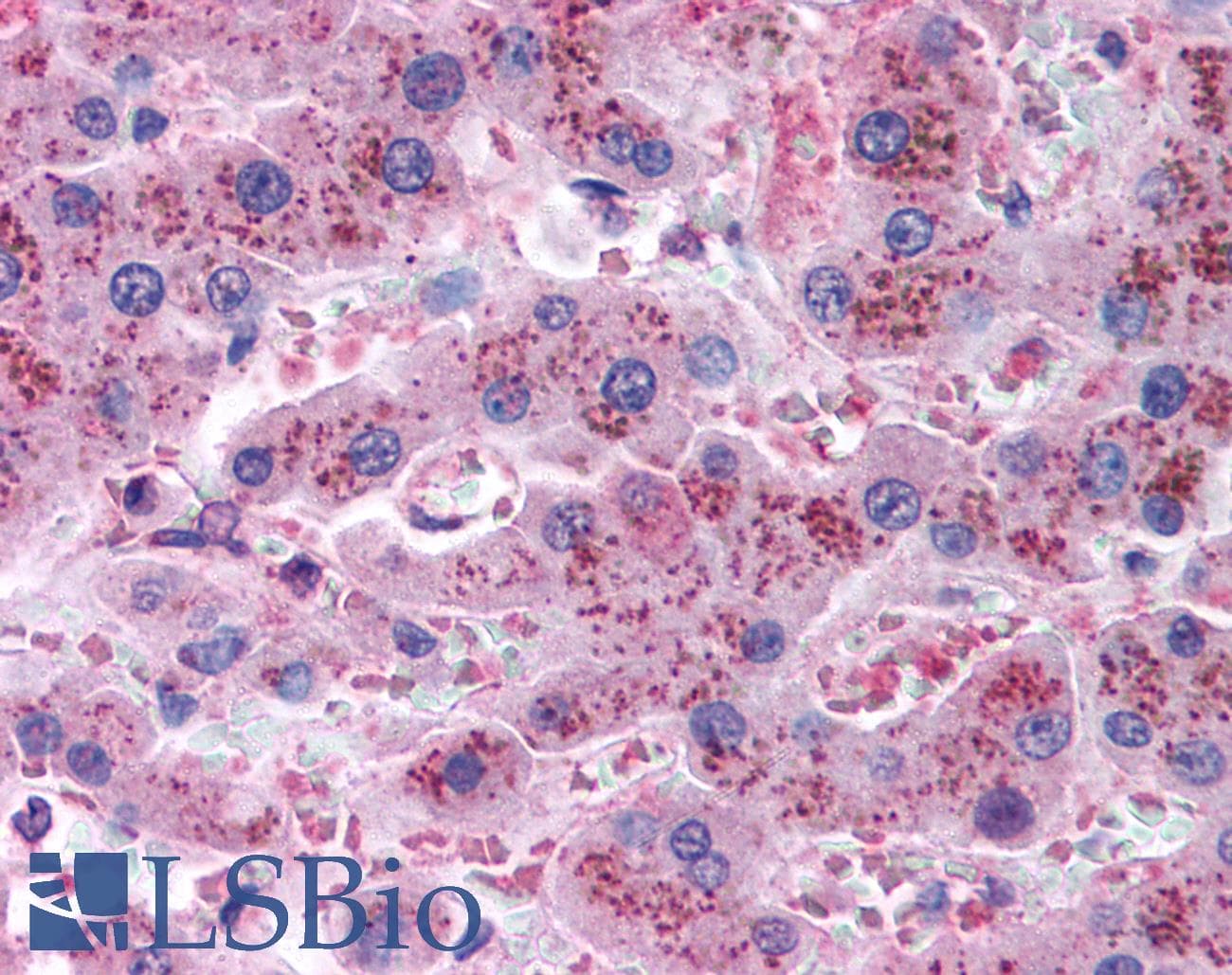 IHC-plus™ Apolipoprotein A-V Antibody (clone 4H8H8E2)