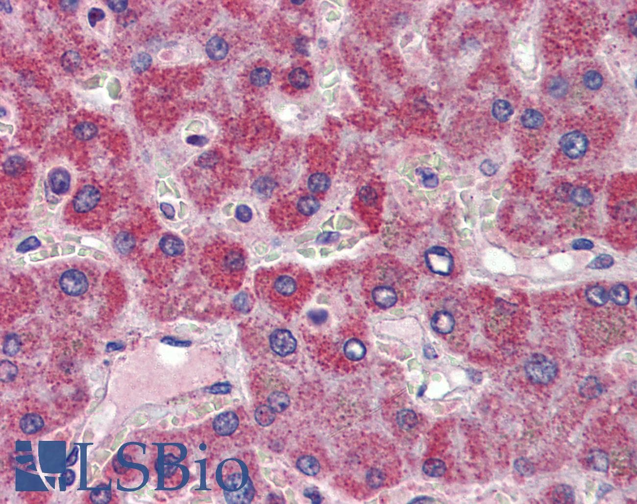 IHC-plus™ NIPSNAP3A Antibody