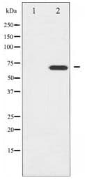 Polyclonal Rabbit anti-Human ZAP70 Antibody (IHC, WB)