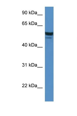 Polyclonal Rabbit anti-Mouse SDR / SDPR Antibody (aa80-129, WB)
