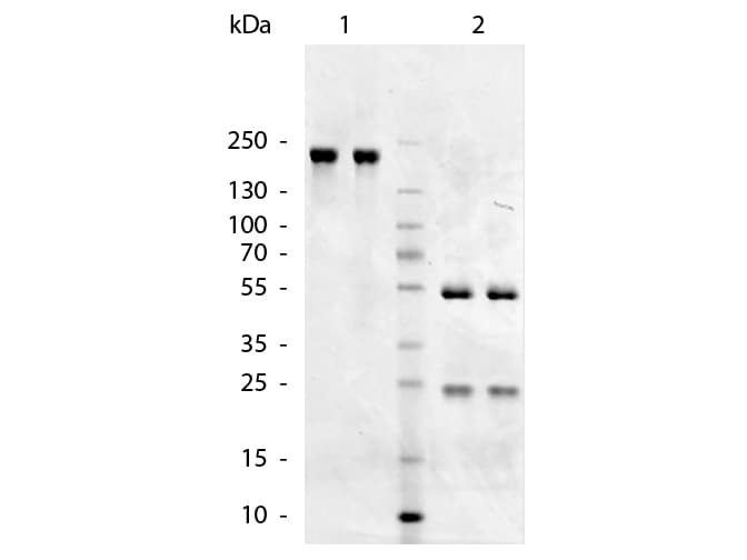Goat Anti-Chicken IgM Secondary Antibody
