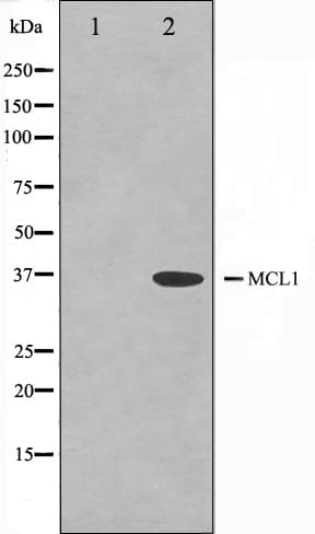MCL1 / MCL 1 Antibody