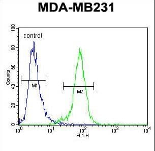 PDE12 Antibody (aa362-390)