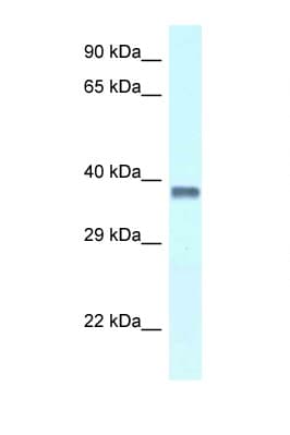 PURA / Pur-Alpha Antibody (aa249-298)