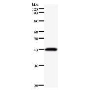 PAX3 Antibody (clone 6288D4a)