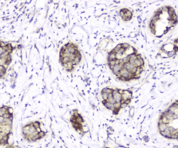Polyclonal Rabbit anti-Human TIMM17A / TIM17 Antibody (IHC, WB)