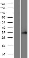 C16orf86 Protein (Over-Expression Lysate Myc-DDK (Flag))