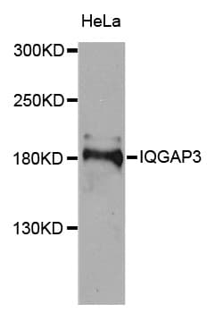 Polyclonal Rabbit anti-Human IQGAP3 Antibody (WB)