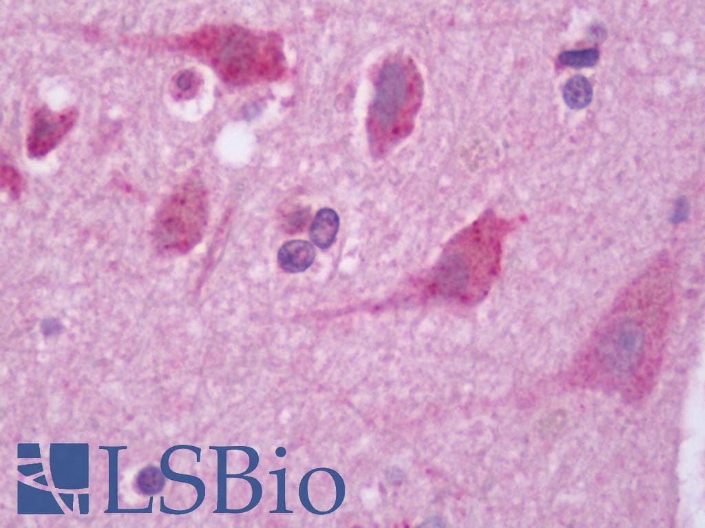 IHC-plus™ DRD5 / Dopamine Receptor D5 Antibody