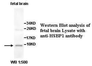 HSBP1 Antibody (aa1-76)