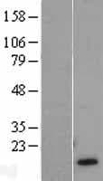 Human HBG1 / Fetal Hemoglobin Protein (Over-Expression Lysate Myc-DDK (Flag))
