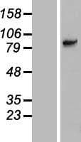 SLC6A15 / SBAT1 Protein (Over-Expression Lysate Myc-DDK (Flag))