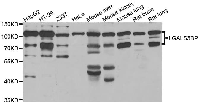 MAC-2-BP / LGALS3BP Antibody