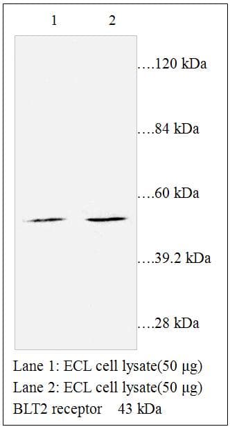 LTB4R2 / BLT2 Antibody