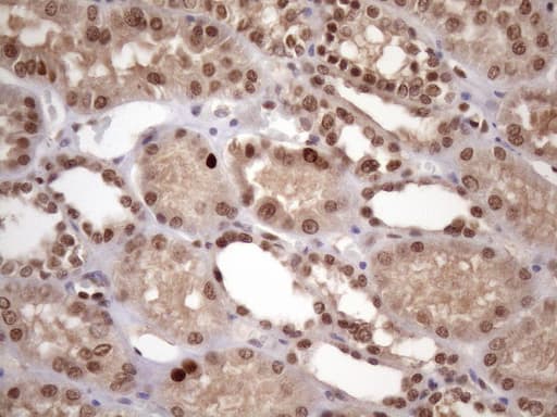 BTEB / KLF9 Antibody (clone OTI8A11, Carrier-free)
