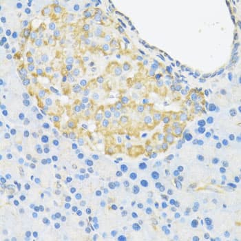 SMAD3 Antibody