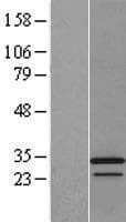 APOOL / Apolipoprotein O-Like (Over-Expression Lysate Myc-DDK (Flag))
