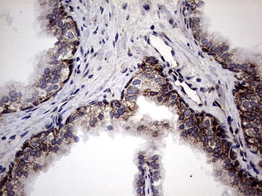 DDOST / OST48 Antibody (aa131-378, clone OTI1C1)