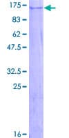 Human ZNF507 Protein (Recombinant GST)