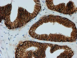FXYD3 Antibody (clone OTI4E3, Carrier-free)