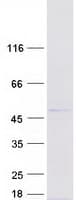 Human FUZ / FY Protein (Recombinant Myc-DDK (Flag))