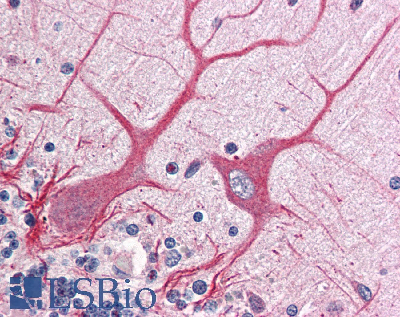 PathPlus™ NOTCH1 Antibody (aa2480-2510)
