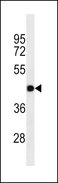 Monoclonal Mouse anti-Human GJC2 Antibody (aa53-78, WB)