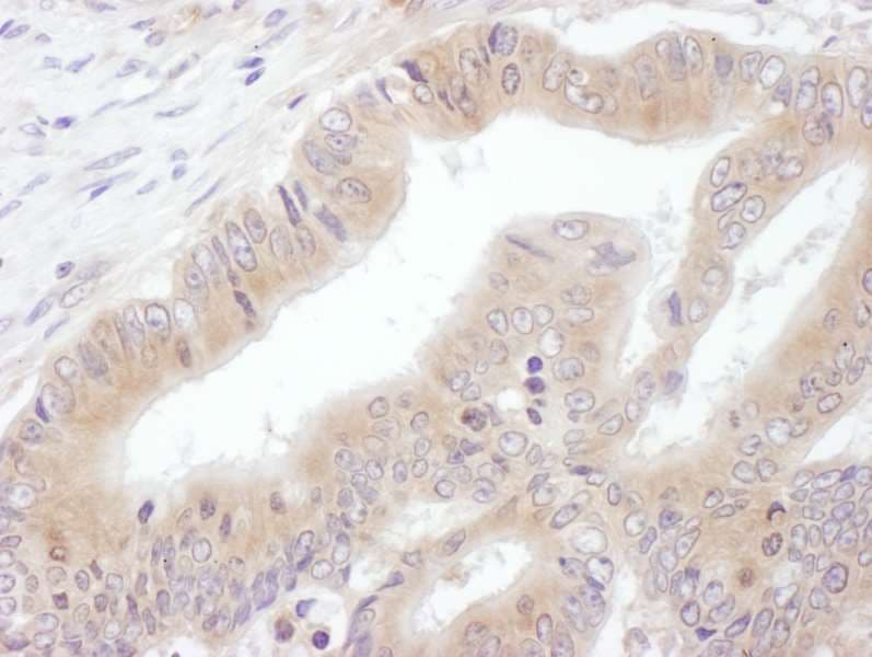 EIF3E Antibody (aa50-100)