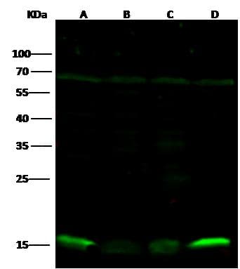 PRDX5 / Peroxiredoxin 5 Antibody (Preservative Free)