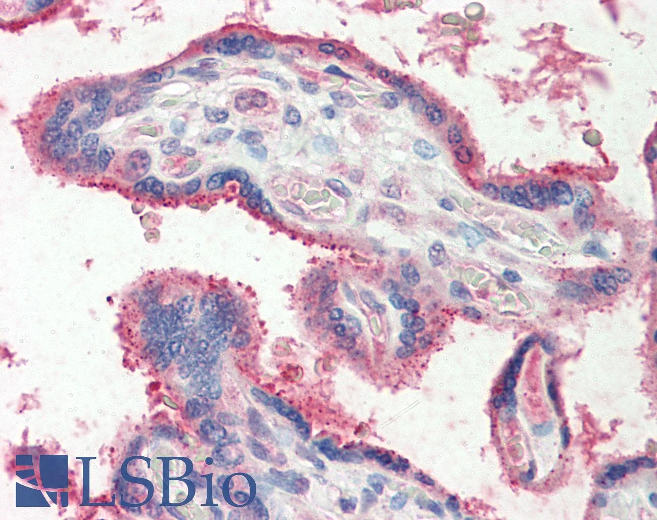 IHC-plus™ Polyclonal Goat anti-Human FUT2 / SE Antibody (aa27-40, IHC, WB)