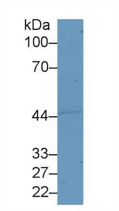 SEMG1 Antibody (aa24-462, APC)