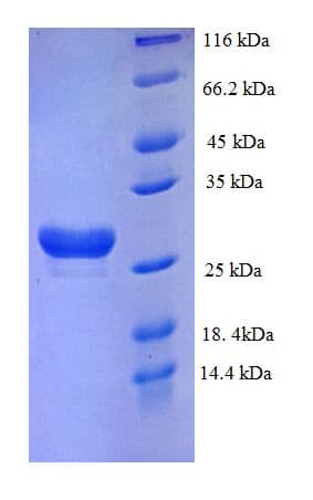 Human CHRM3 / M3 Protein (Recombinant His)