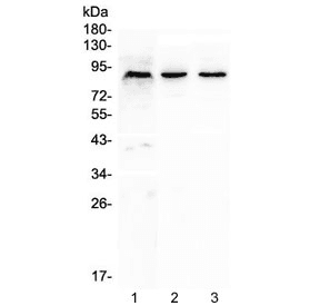 CUL2 / Cullin 2 Antibody
