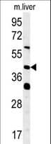 MIEF1 / SMCR7L Antibody (aa105-132)