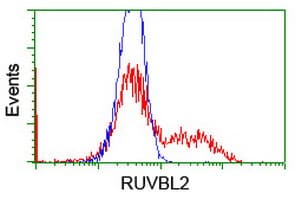 TIP48 / RUVBL2 Antibody (aa113-370, clone OTI1H10, Carrier-free)