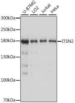 Polyclonal Rabbit anti-Human ITSN2 Antibody (IF, WB)