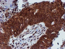 PSMD2 Antibody (clone OTI1G6)