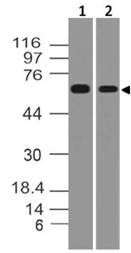 Monoclonal Mouse anti-Human TRAF5 Antibody (WB)