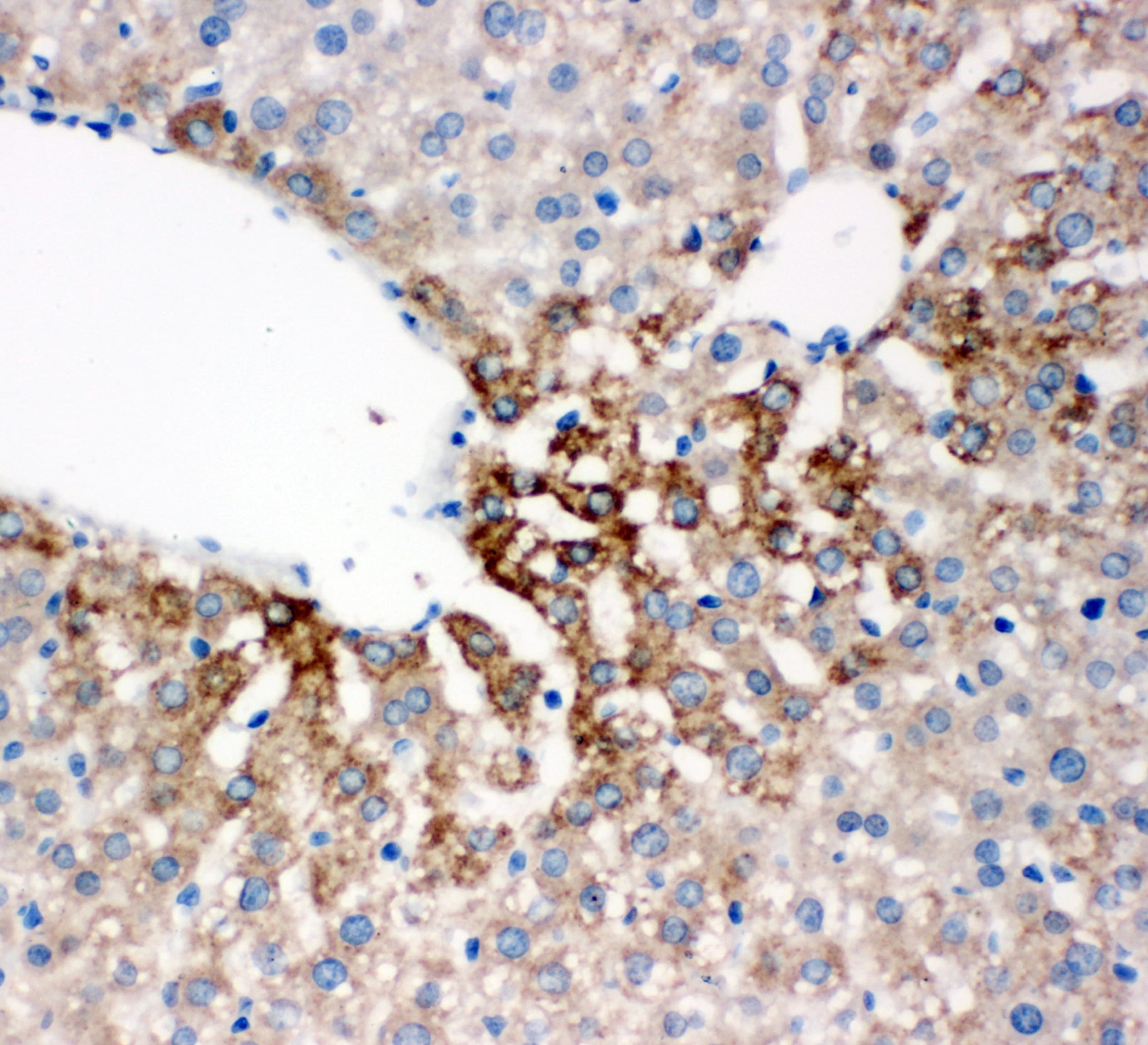 Polyclonal Rabbit anti-Human FMO4 Antibody (aa75-92, IHC, WB)
