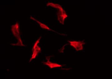 DOCK2 Antibody