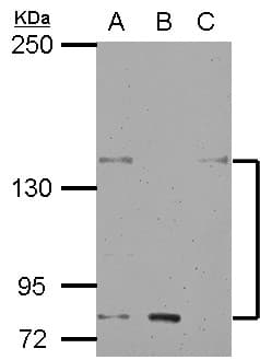 KCNH7 / ERG3 Antibody (N-Terminus)