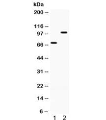 ZP1 Antibody
