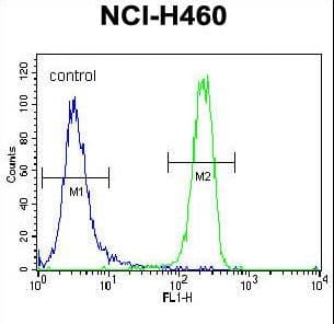 FGFR2 / FGF Receptor 2 Antibody (aa794-821)