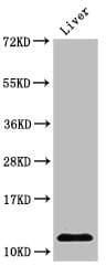 HIST1H4I Antibody