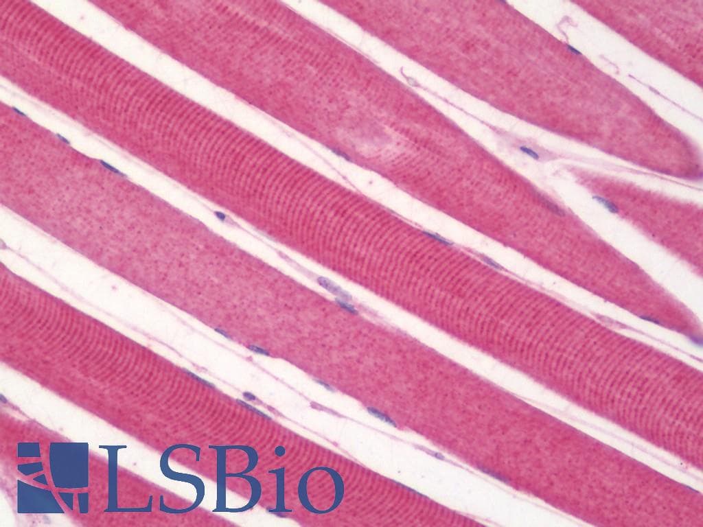 IHC-plus™ PDGF-BB Antibody (aa21-70)