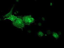 Monoclonal Mouse anti-Human DTNA / Dystrobrevin Alpha Antibody (clone OTI1B11, IF, WB)
